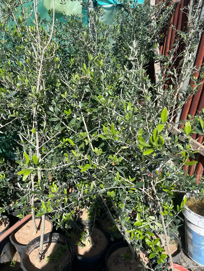 شتلات مثمره متنوعه درجه اولى 36