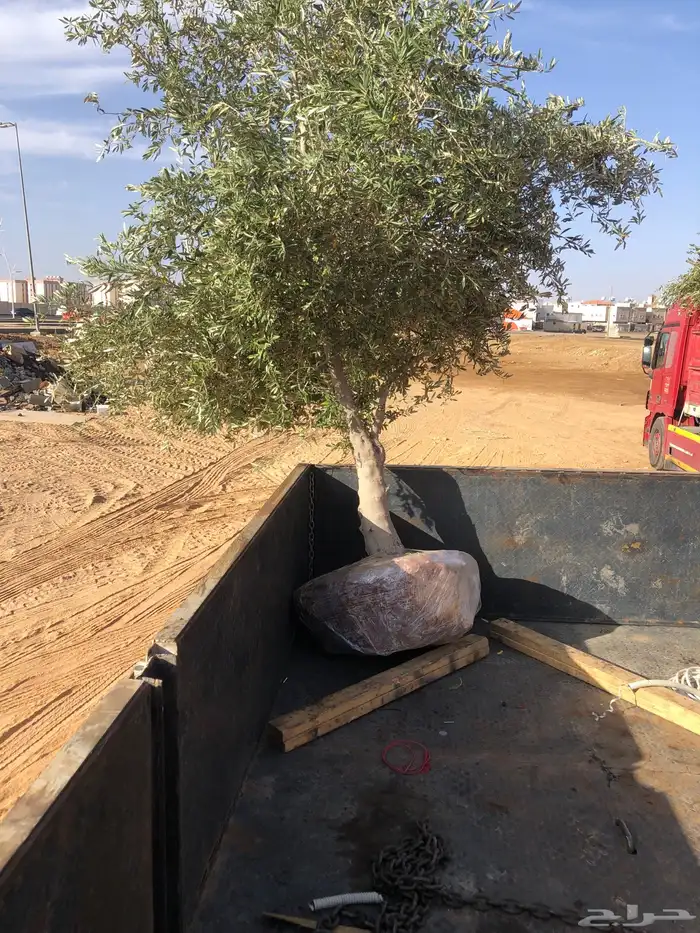 زيتون ونخل عربي وواشنطني مراكن وارضي 3