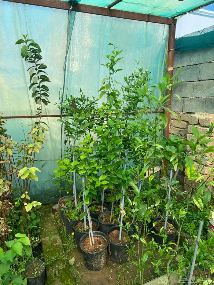 شتلات مثمره متنوعه درجه اولى 28