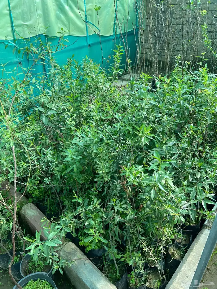 شتلات مثمره متنوعه درجه اولى 10