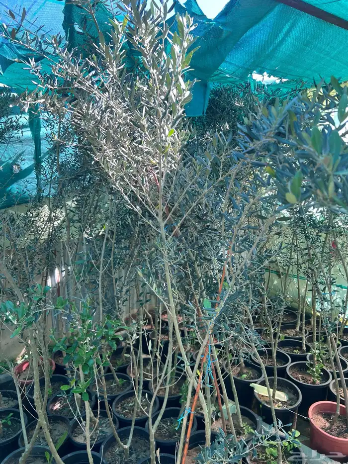 شتلات مثمره متنوعه درجه اولى 35