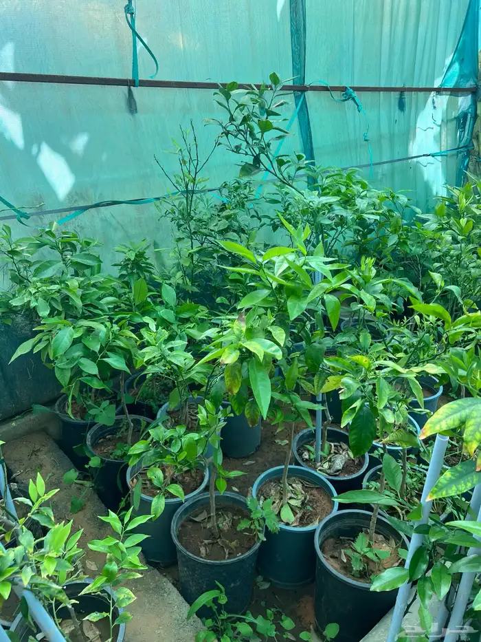 شتلات مثمره متنوعه درجه اولى 31