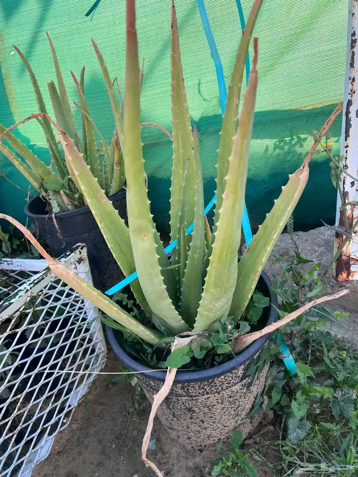 شتلات مثمره متنوعه درجه اولى 14