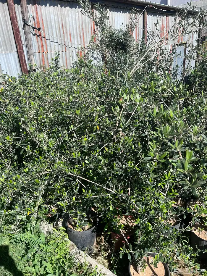 شتلات مثمره متنوعه درجه اولى 33