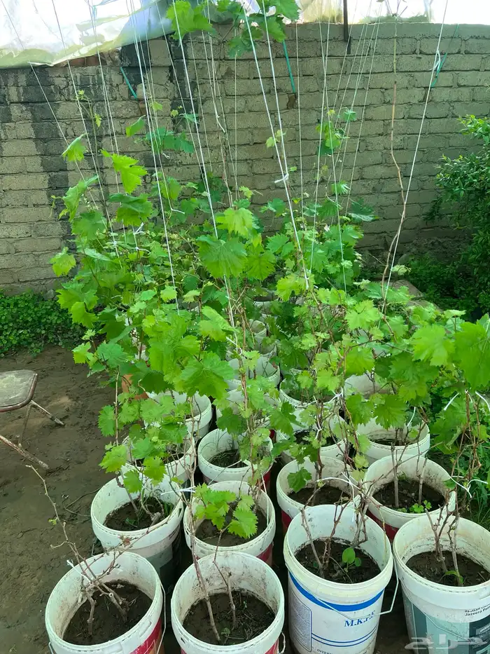 شتلات مثمره متنوعه درجه اولى 16