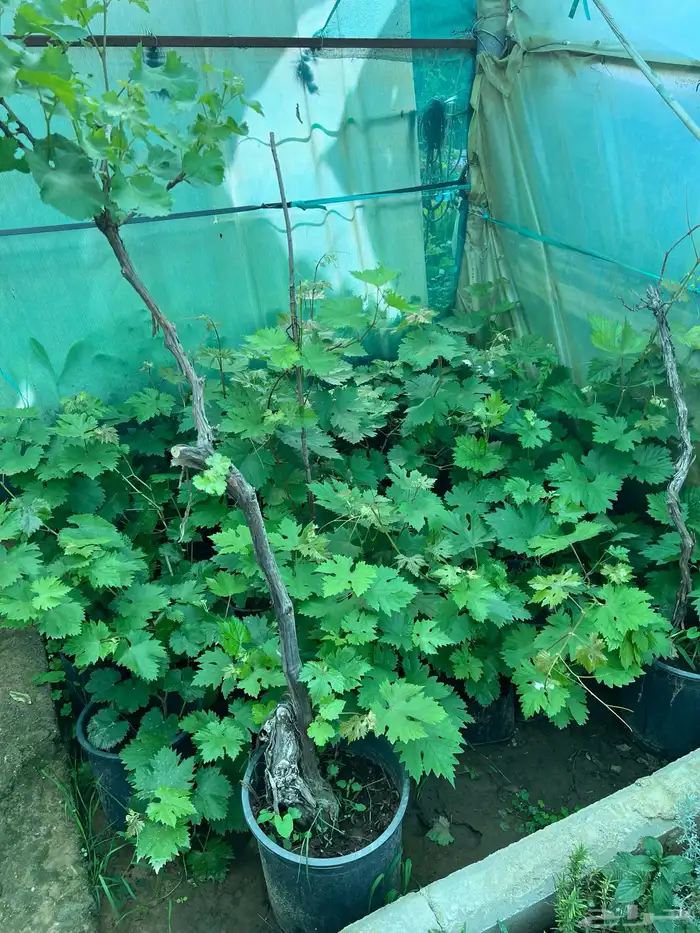 شتلات مثمره متنوعه درجه اولى 22