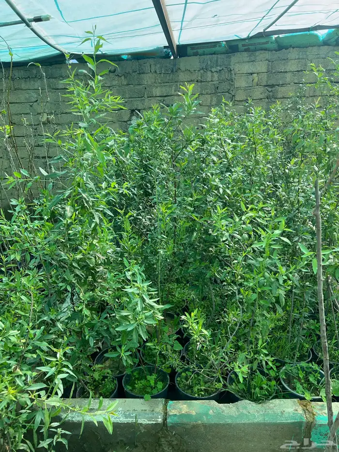 شتلات مثمره متنوعه درجه اولى 9