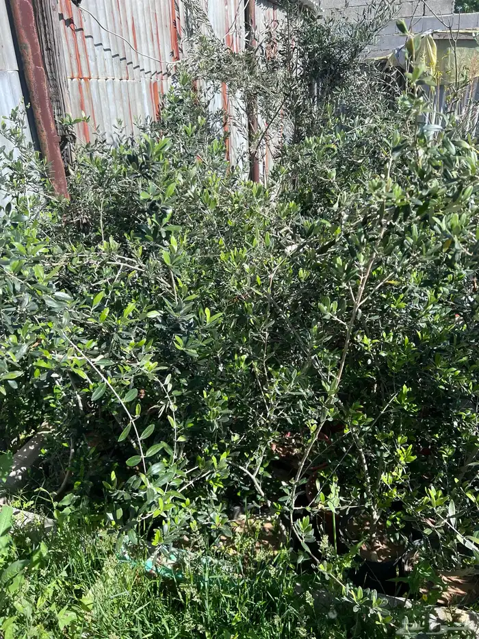 شتلات مثمره متنوعه درجه اولى 34