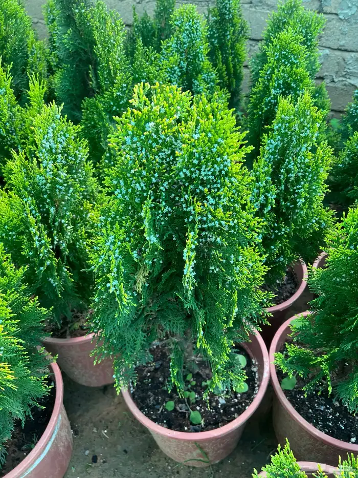 شتلات مثمره متنوعه درجه اولى 8