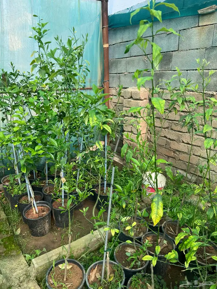 شتلات مثمره متنوعه درجه اولى 27