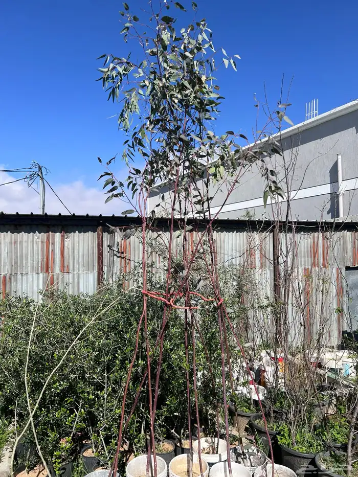 شتلات مثمره متنوعه درجه اولى 32