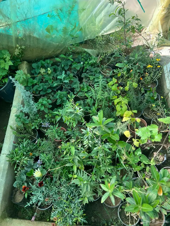 شتلات مثمره متنوعه درجه اولى 24