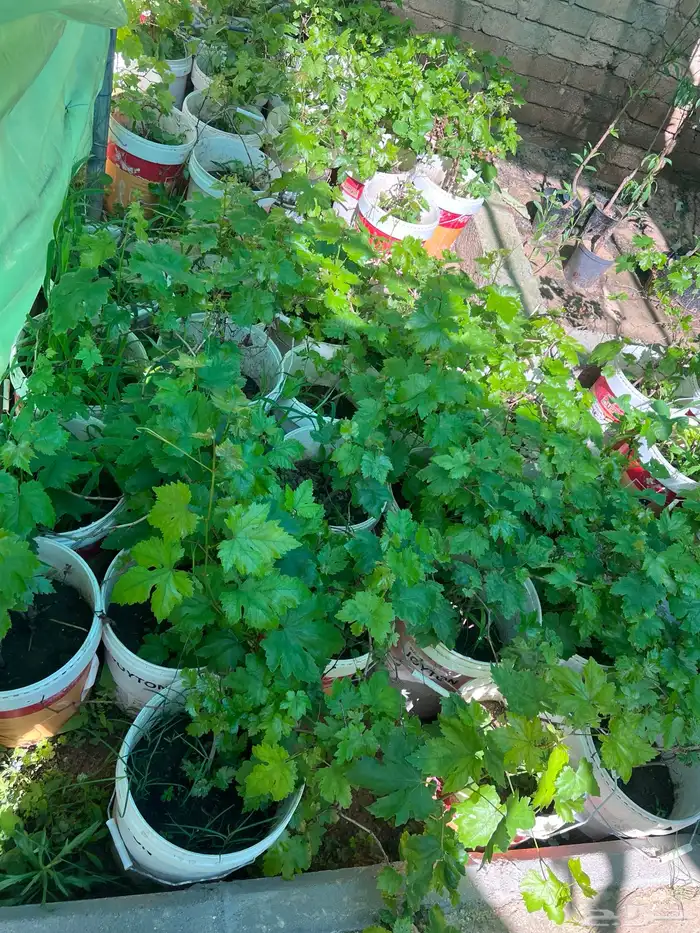 شتلات مثمره متنوعه درجه اولى 37