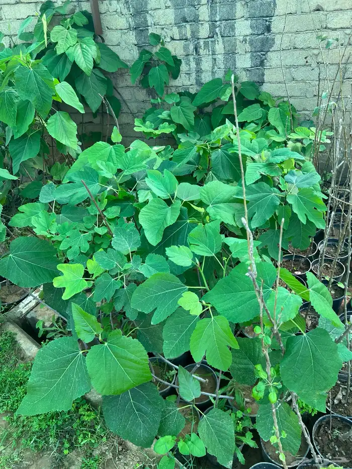 شتلات مثمره متنوعه درجه اولى 17