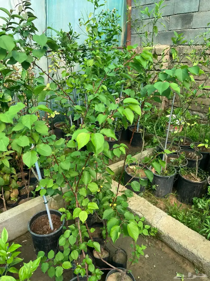 شتلات مثمره متنوعه درجه اولى 26