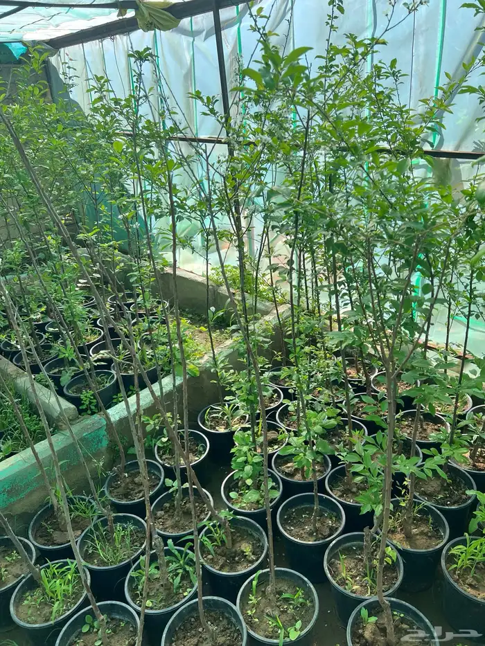 شتلات مثمره متنوعه درجه اولى 11