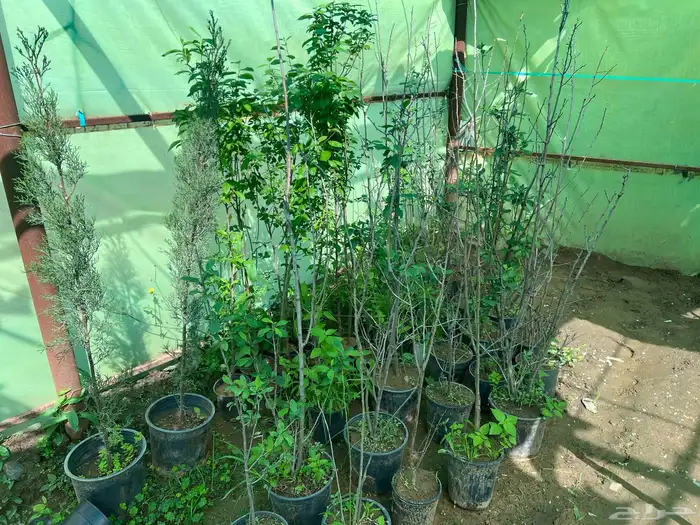 شتلات مثمره متنوعه درجه اولى 7