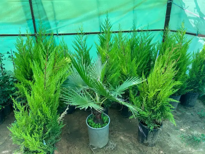 شتلات مثمره متنوعه درجه اولى 5