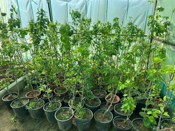 شتلات مثمره متنوعه درجه اولى 6