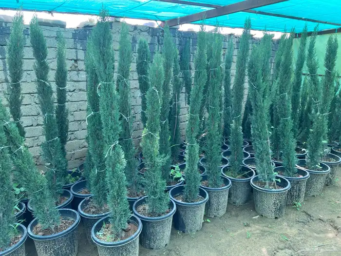 شتلات مثمره متنوعه درجه اولى 0