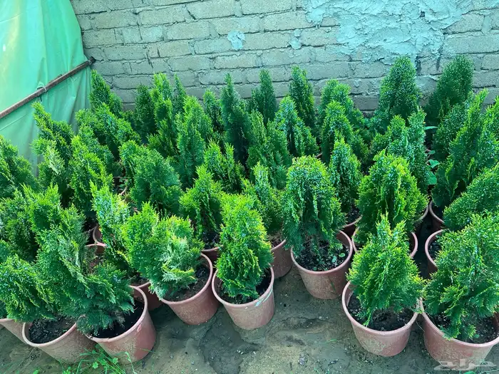 شتلات مثمره متنوعه درجه اولى 3