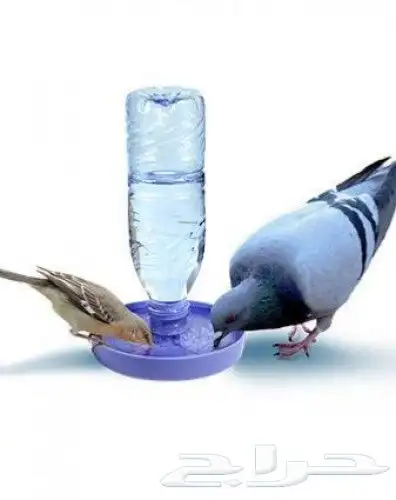 متجر Modi Birds 10