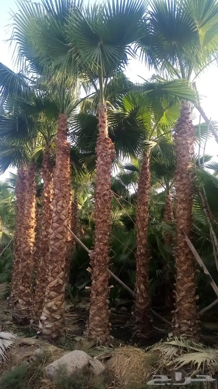 اشجار زيت الزيتون وتنسيق حدائق ونخيل واشنطينا 17