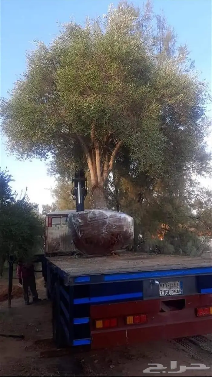 زراعة الاشجار البريه زالشتلات 13