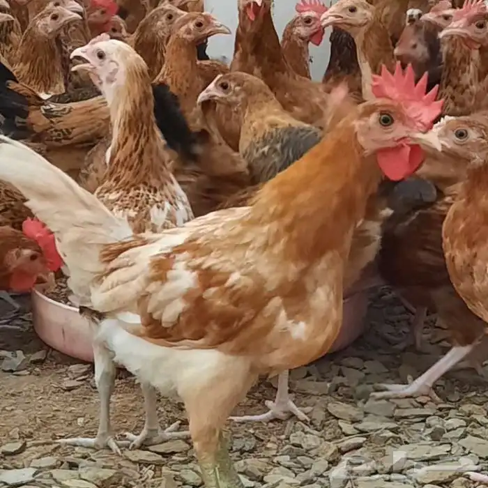 ديكة بلدية للبيع 0