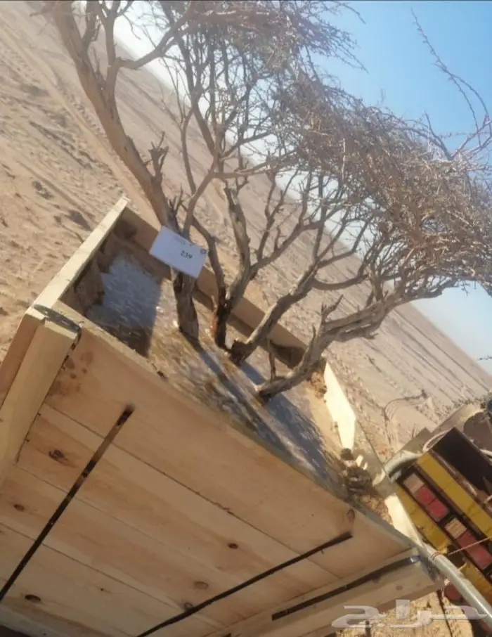 زراعة الاشجار البريه زالشتلات 8