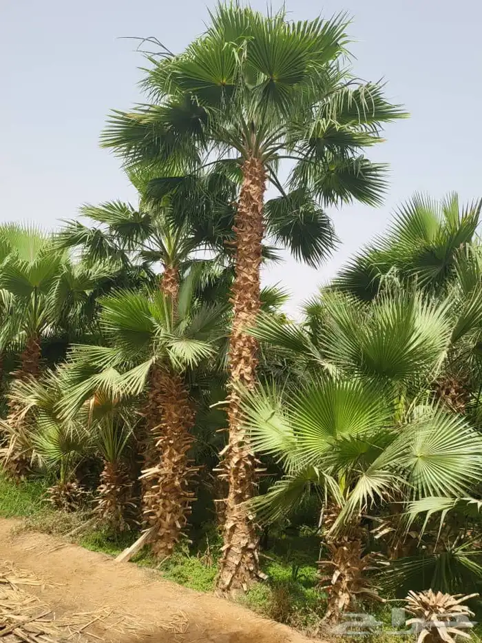 اشجار زيت الزيتون وتنسيق حدائق ونخيل واشنطينا 22