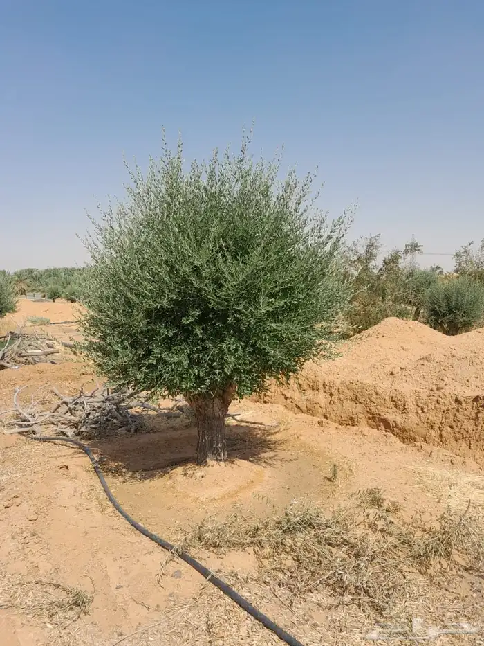 اشجار زيت الزيتون وتنسيق حدائق ونخيل واشنطينا 11