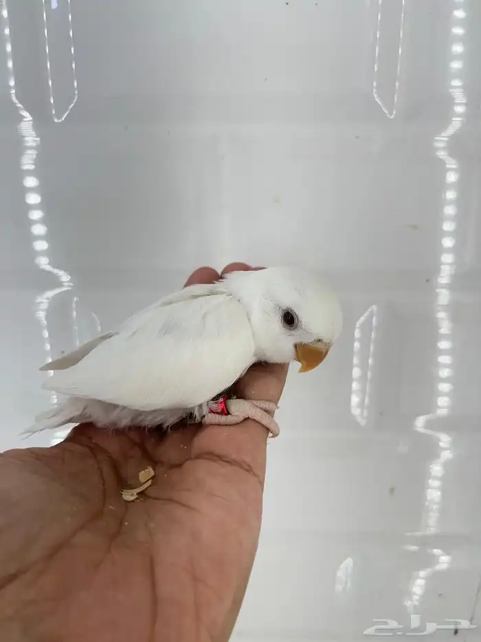 فروخ روز غر 7