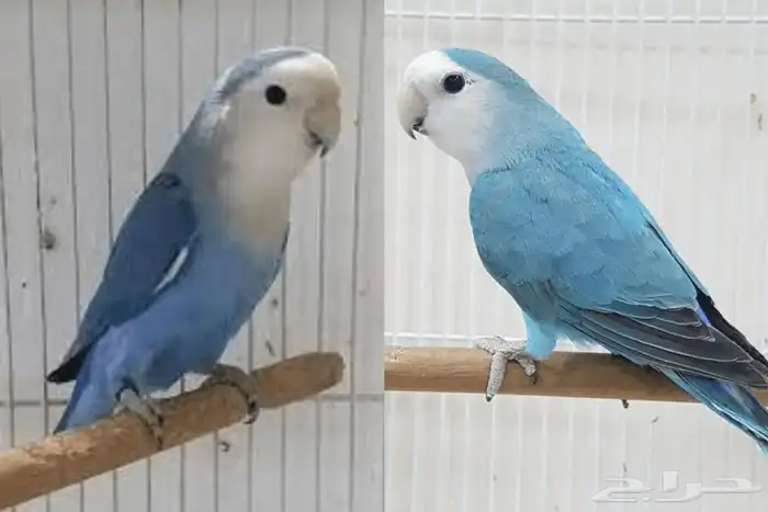 روز اليف 0