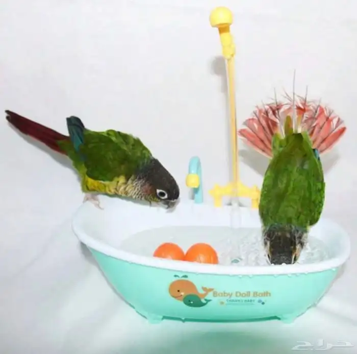 متجر Modi Birds 28
