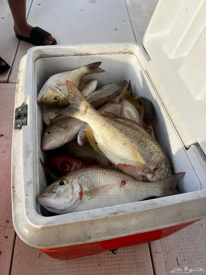 رحلات صيد فردية الرايس 7