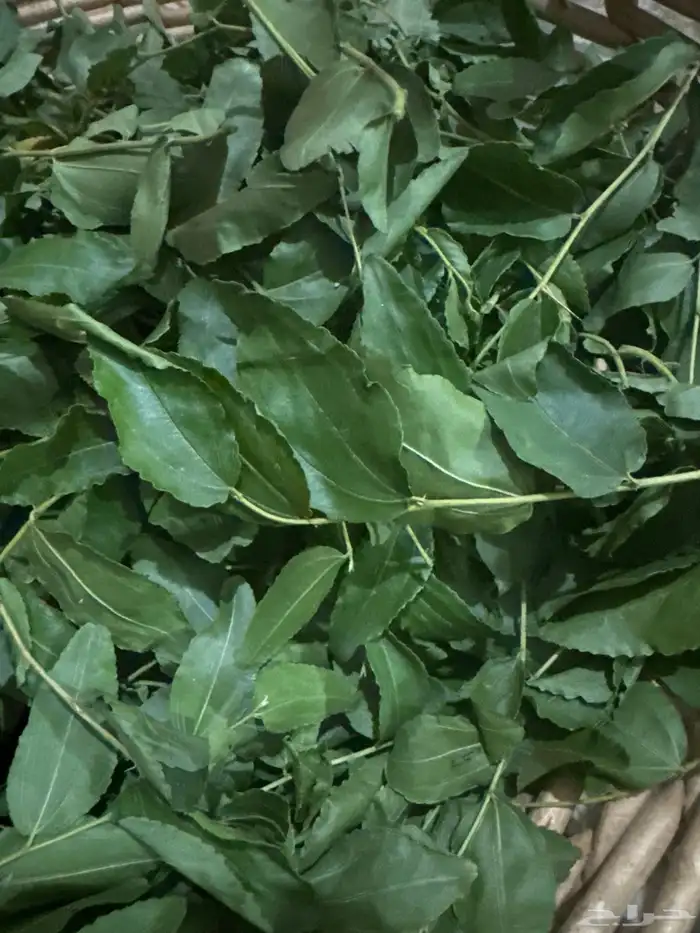 ورق سد جديد اخضر وجاف 0