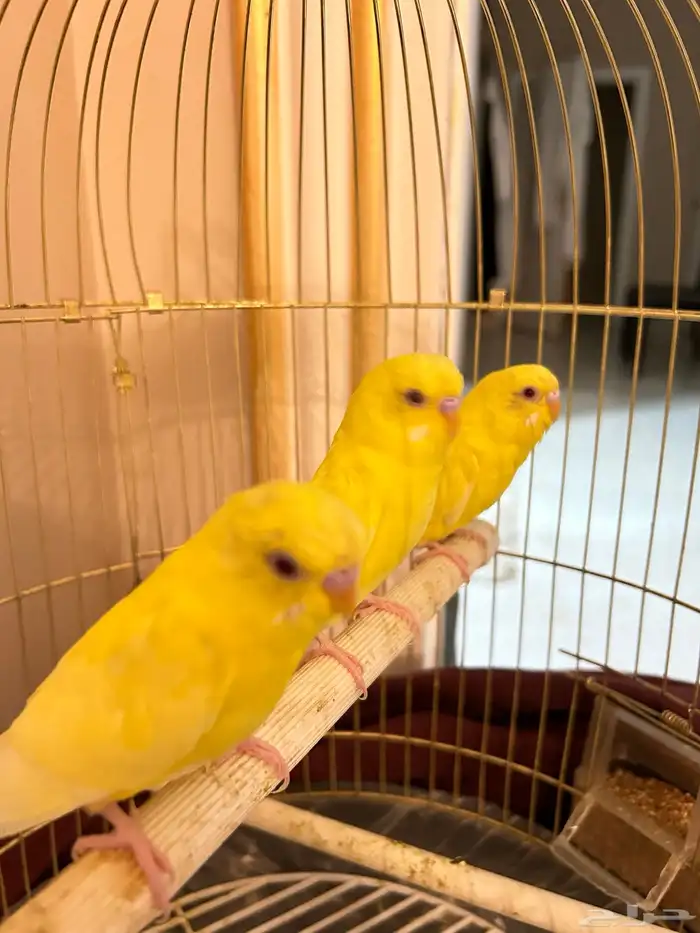 فروخ بادجي لاتينو ( تم البيع خارج الموقع ) 4