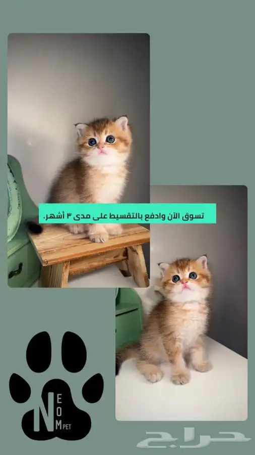سكوتش ستريت فولد قولد هملايا شيرازي انثى ذكر قطط قطوه بسه 1