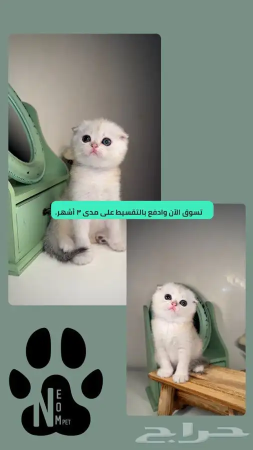 سكوتش فولد تربل فولد سلفر قولد شيرازي هملايا سكواتش انثى ذكر 1