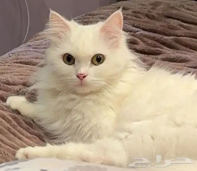قطط الاحساء 0