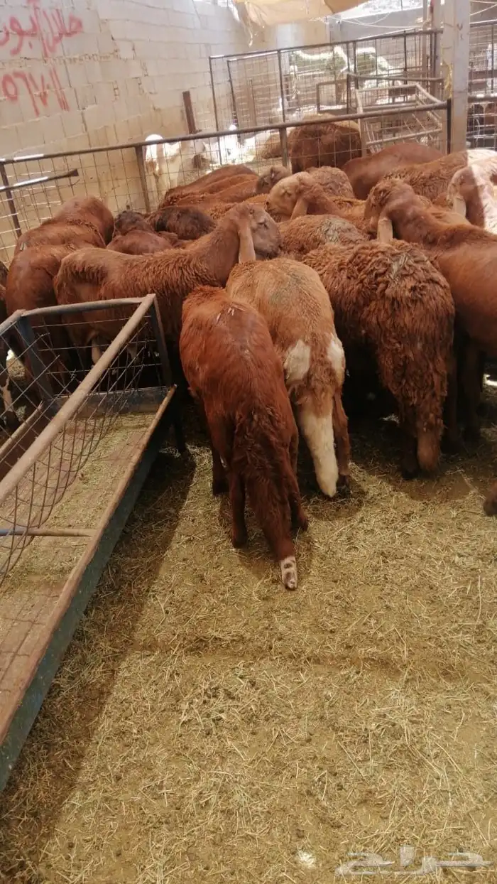 تسليم لحم للاعاشات والمطاعم والملاحم 2