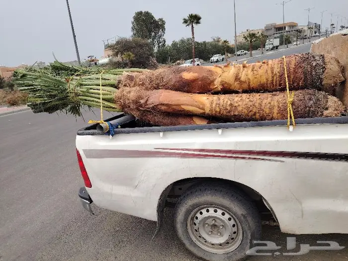 نخيل زينه واشنطني بأسعار مناسبة 2