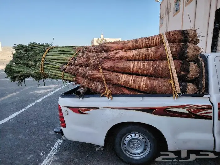 نخيل زينه واشنطني بأسعار مناسبة 3