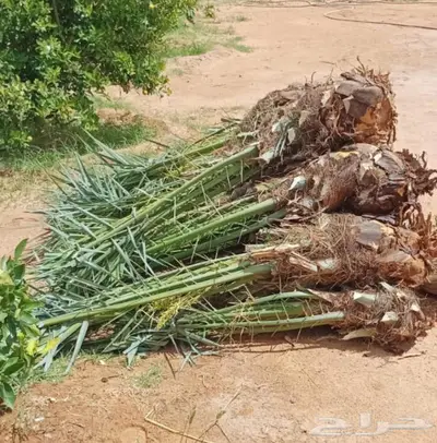 فسائل نخل اخلاص فاخر 0