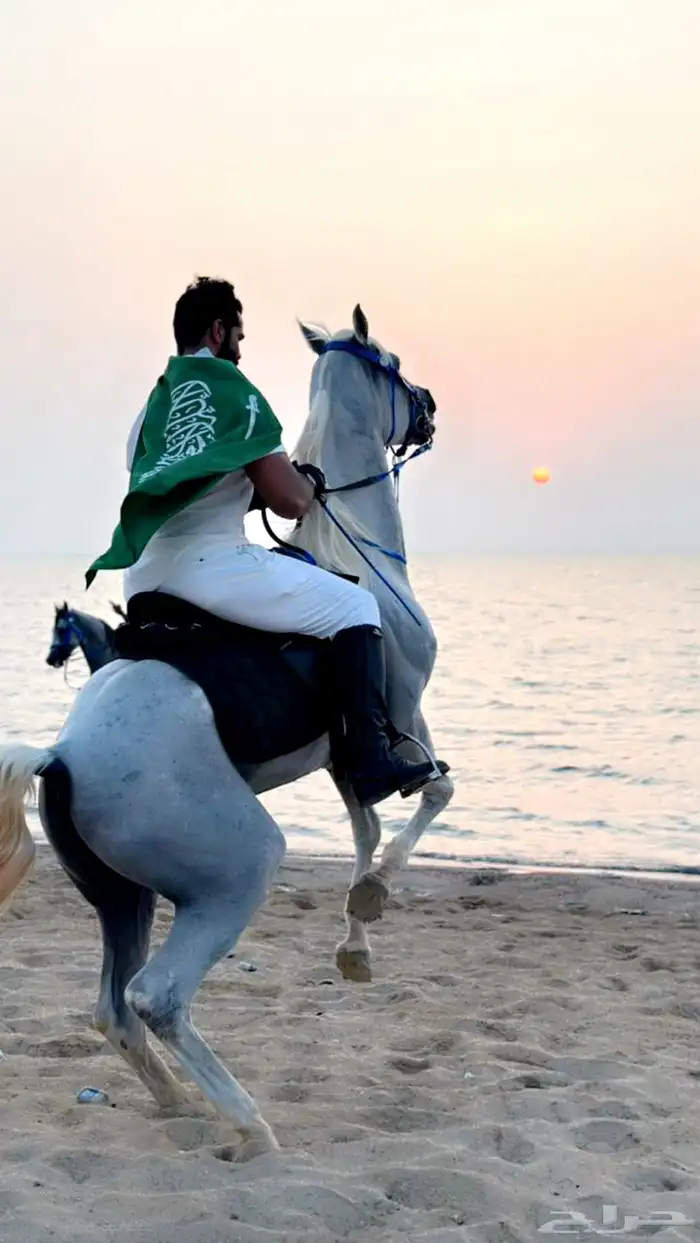 ايجار خيول ركوب حر على البحر 2