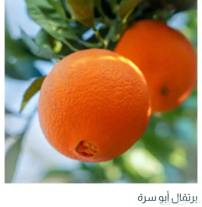 حمضيات 9