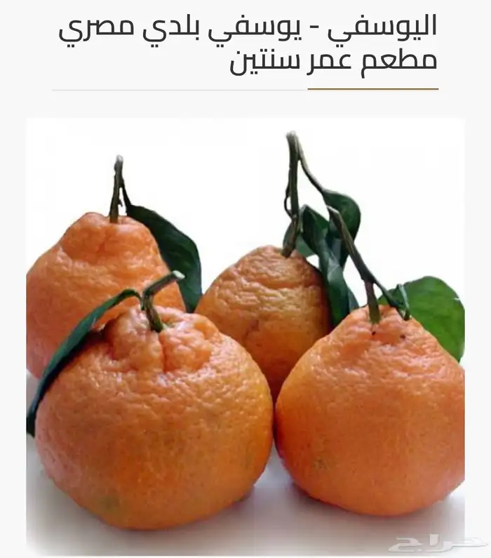 حمضيات 12