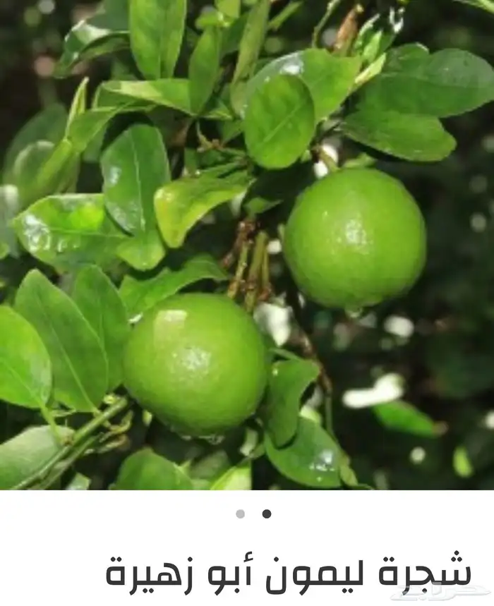 حمضيات 13