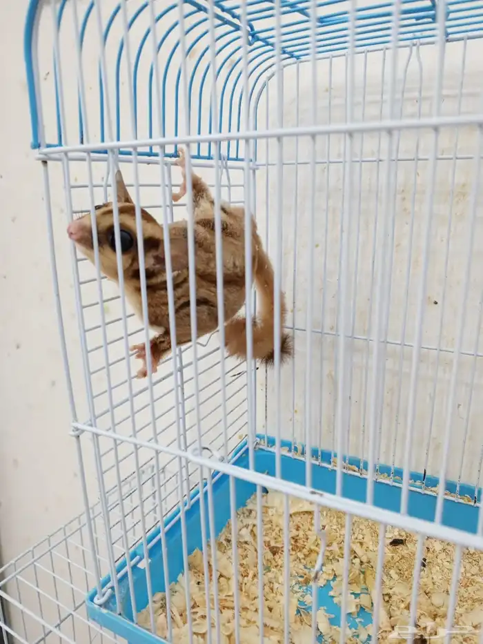 سنجاب طائر قطط طيور مستلزمات جميع الحيوانات الليفه 0